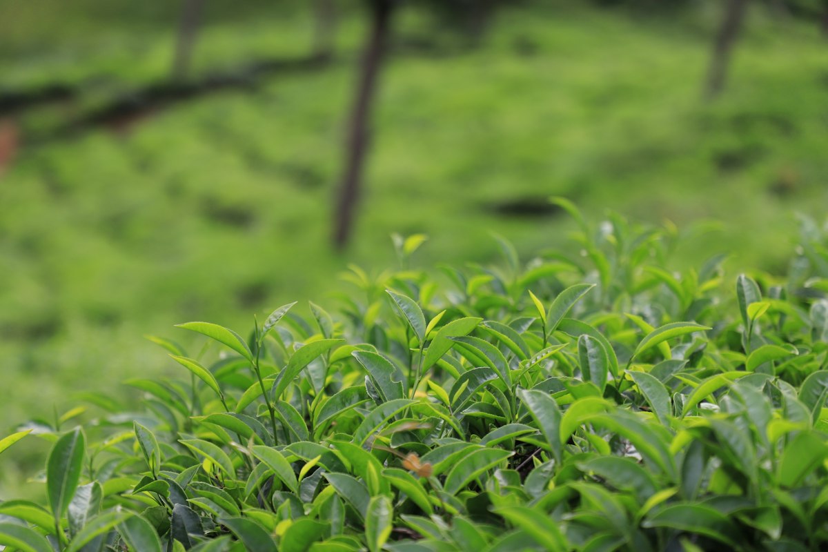 Pu-Erh Teeblätter und -kuchen