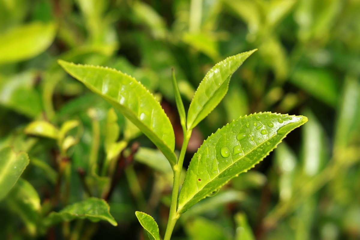 Matcha-Zubereitung