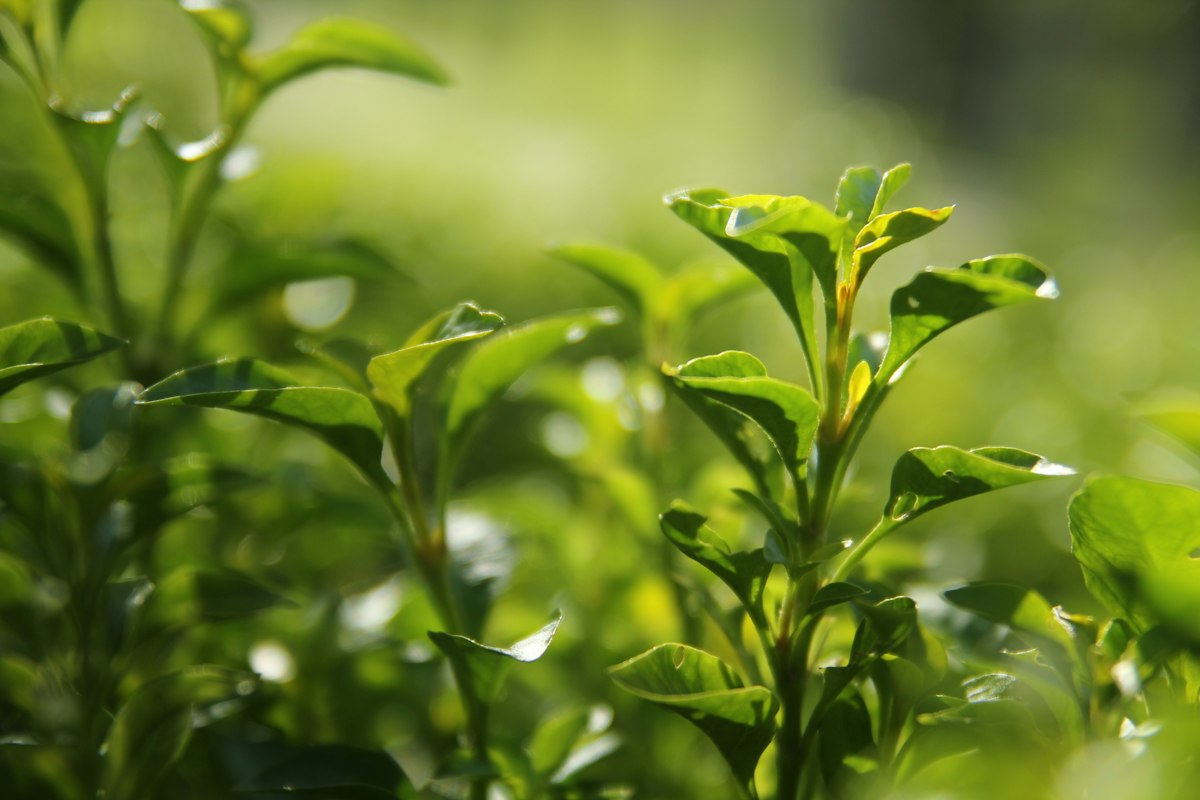 Tee-Plantage